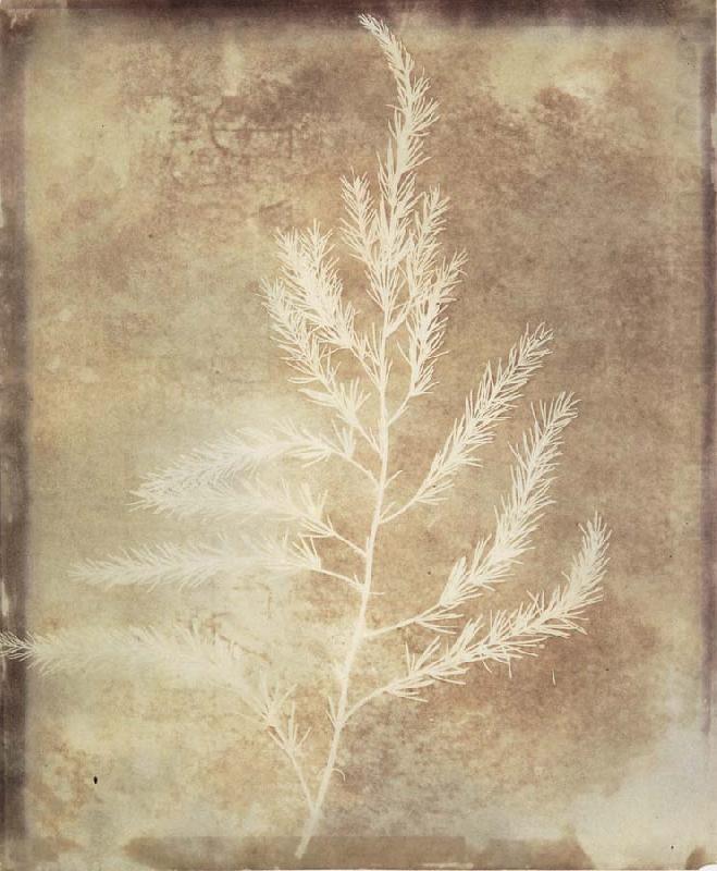 Photogenetic Drawing, Willim Henry Fox Talbot